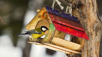 mangiatoia uccellini