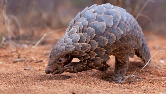 pangolino