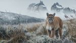Puma in Patagonia
