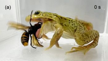 La rana maculata dell'Asia orientale si nutre del calabrone gigante asiatico