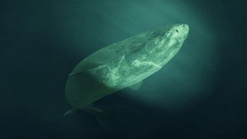 Squalo della Groenlandia