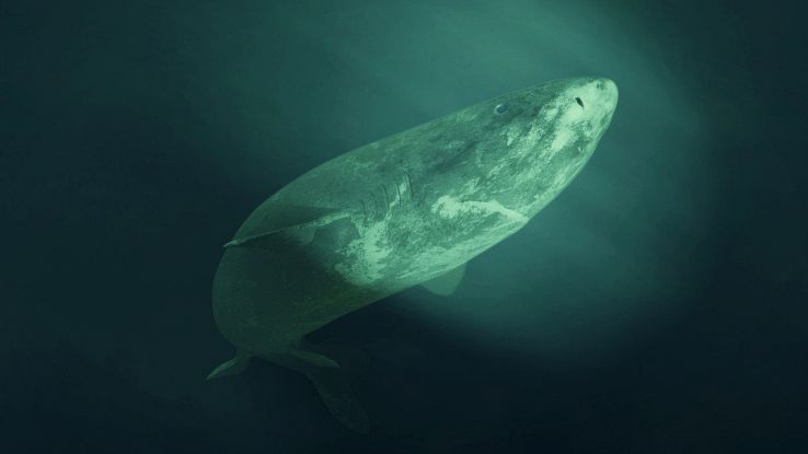 Squalo della Groenlandia