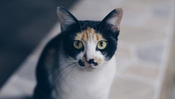 gatto