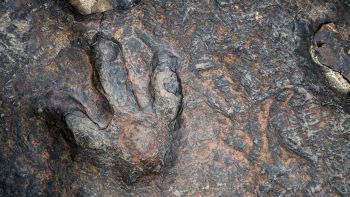 Impronte dinosauro