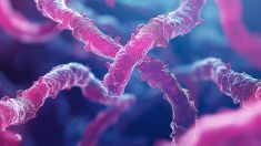 Una rara malattia riemerge da antichi resti umani