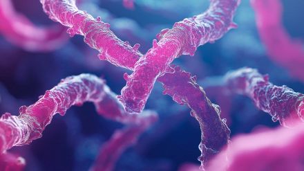 Una rara malattia riemerge da antichi resti umani