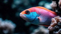 Inquinamento da microplastiche nei pesci del Pacifico