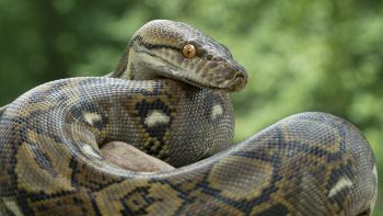 serpente record