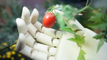 Robot che raccoglie i pomodori