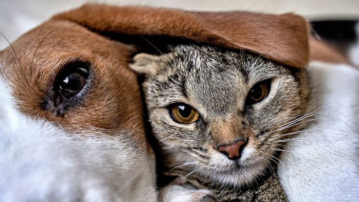 Robot domestico per cani e gatti in casa