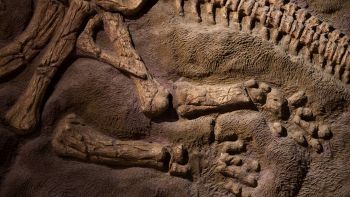 Fossili dinosauro dettaglio