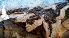 Resti di un dinosauro