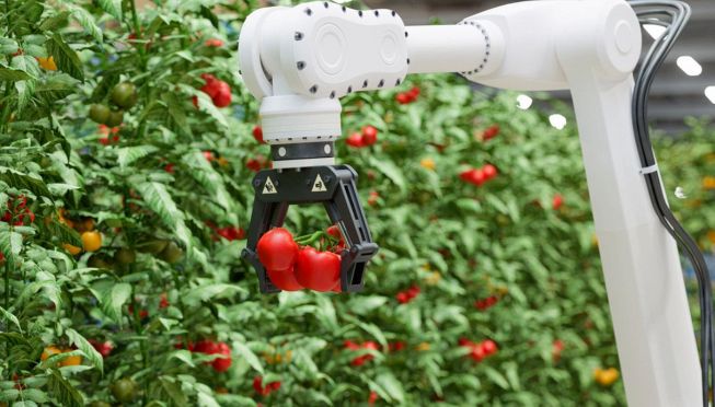 Raccolta pomodori, innovazione robotica
