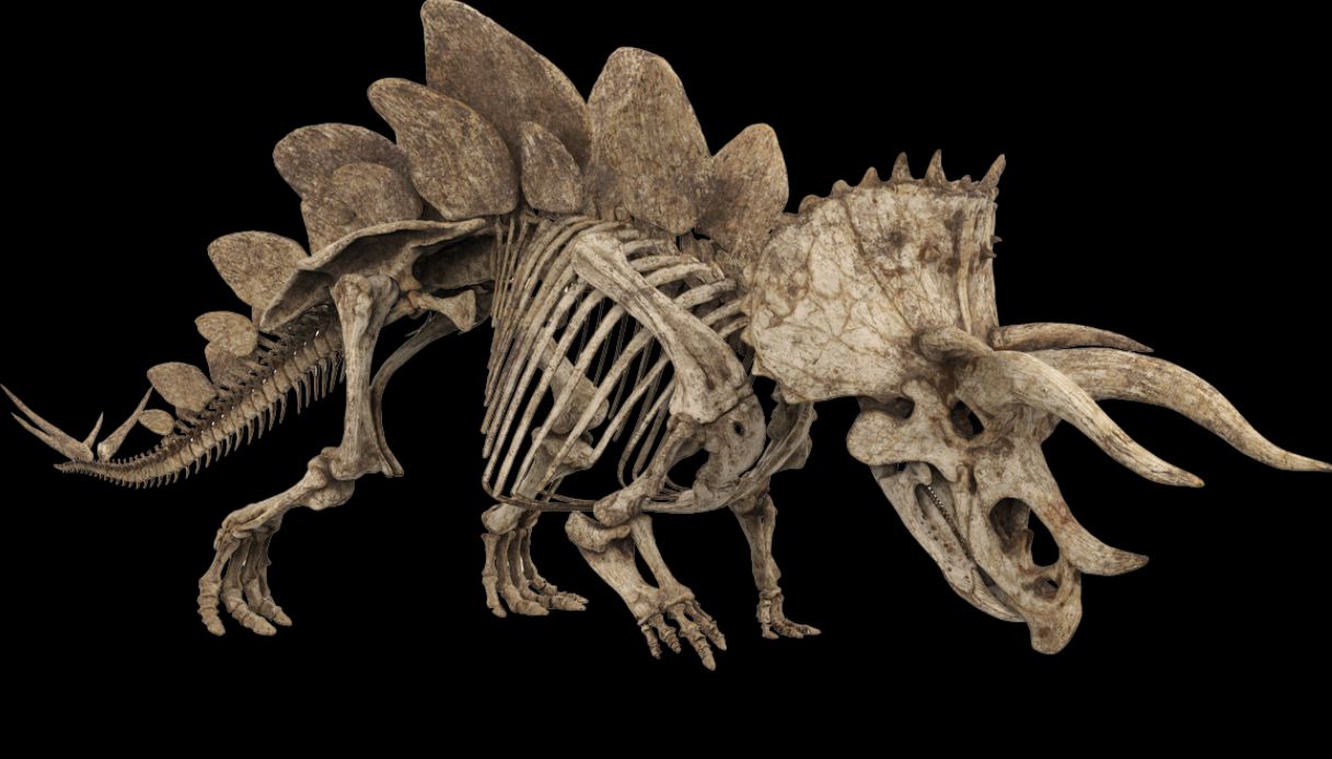 https://wips.plug.it/cips/tecnologia/cms/2026/04/fossile-triceratopo.jpg