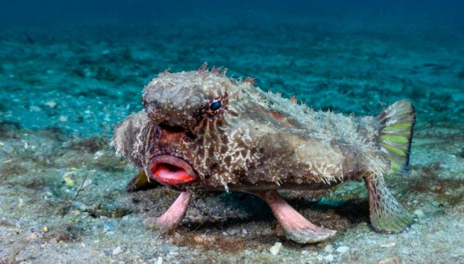 Ogcocephalus darwini, il pesce pipistrello dalle labbra rosse