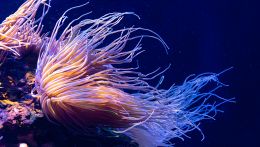 Creatura marina negli abissi