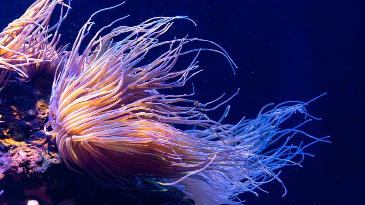 Creatura marina negli abissi