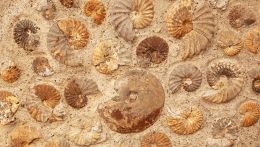 fossili