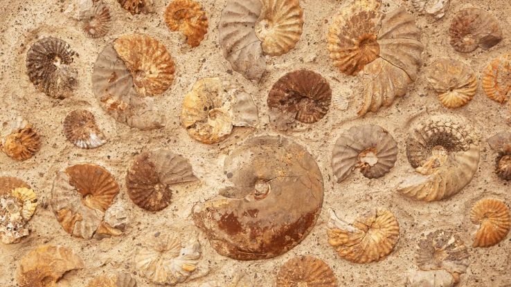 fossili