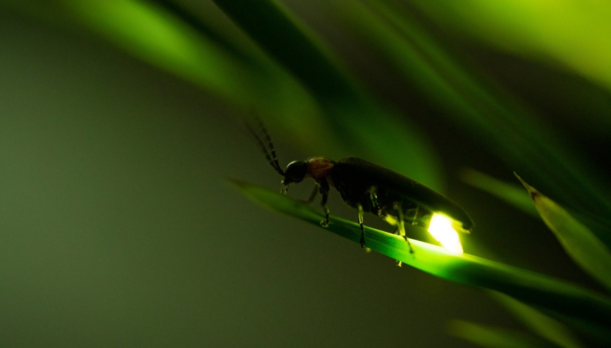 https://wips.plug.it/cips/tecnologia/cms/2026/05/lucciole-cretaceo.jpg