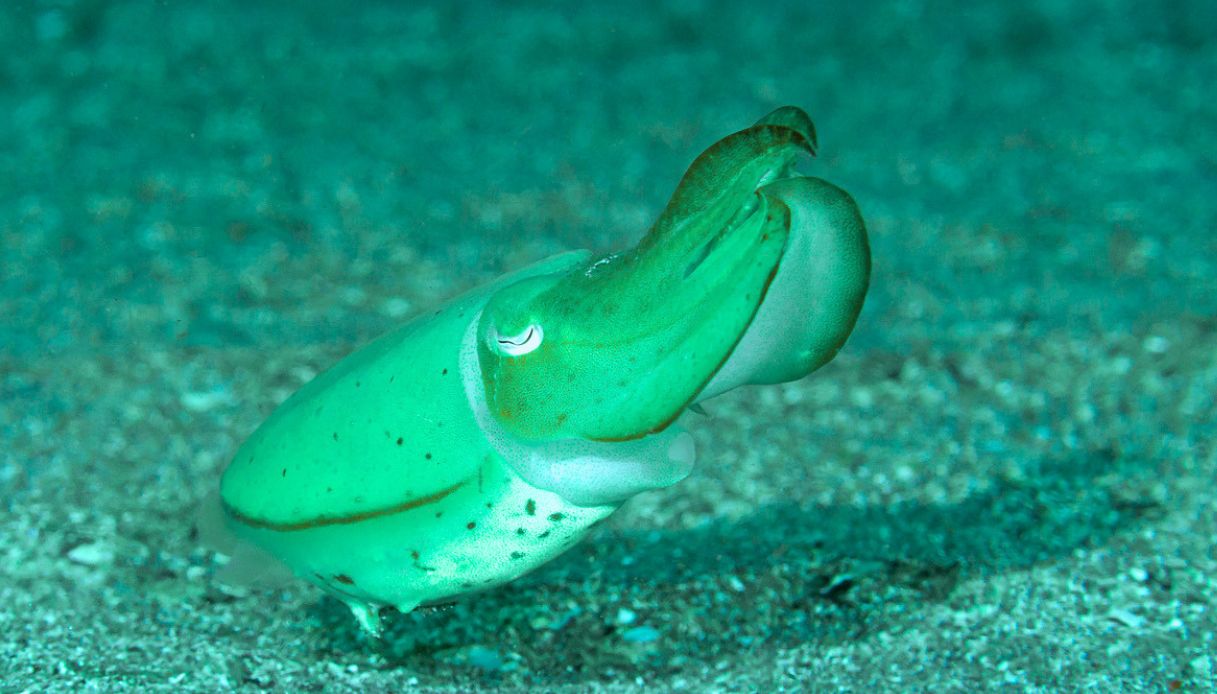 https://wips.plug.it/cips/tecnologia/cms/2026/05/polpo-piccolo-galapagos.jpg