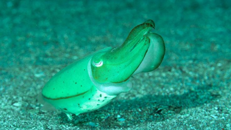 Galapagos, scoperto polpo