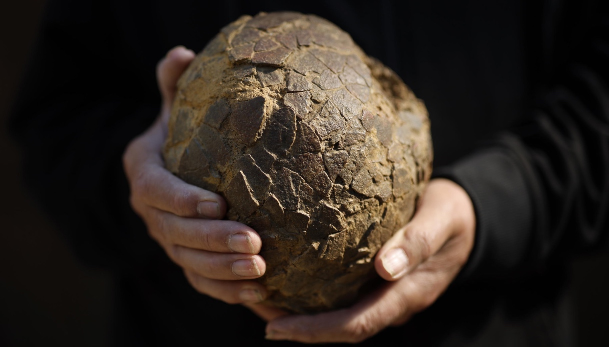 https://wips.plug.it/cips/tecnologia/cms/2026/05/uovo-di-dinosauro-ritrovato-in-francia.jpg