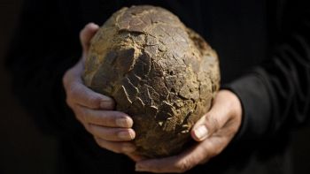 Uovo di dinosauro di 70 milioni di anni fa