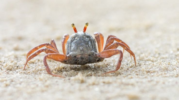 Granchio chele arancioni su sabbia