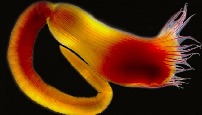 La nuova specie dedicata ad Alberto Angela