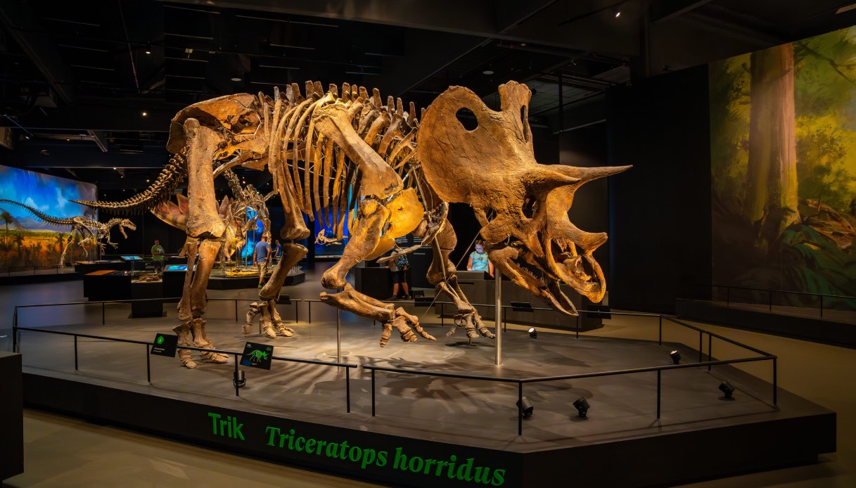 https://wips.plug.it/cips/tecnologia/cms/2026/06/scheletro-di-triceratopo.jpg