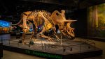 Scheletro di dinosauro al museo