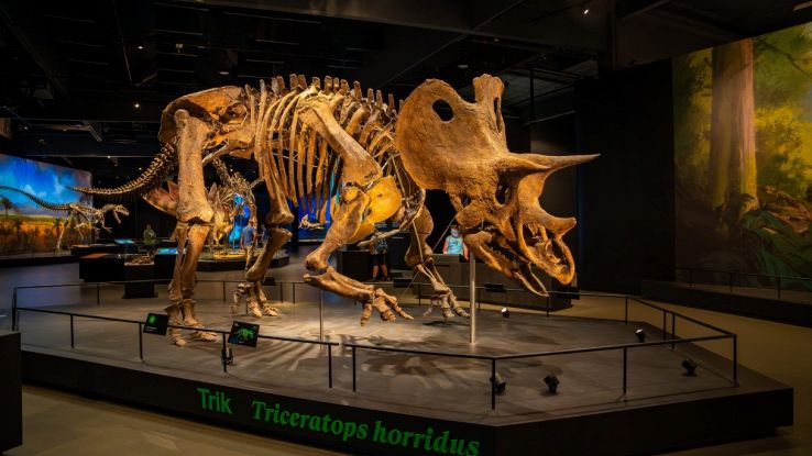 Scheletro di dinosauro al museo