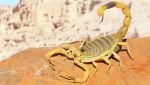 scorpione