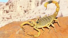 scorpione