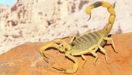 scorpione