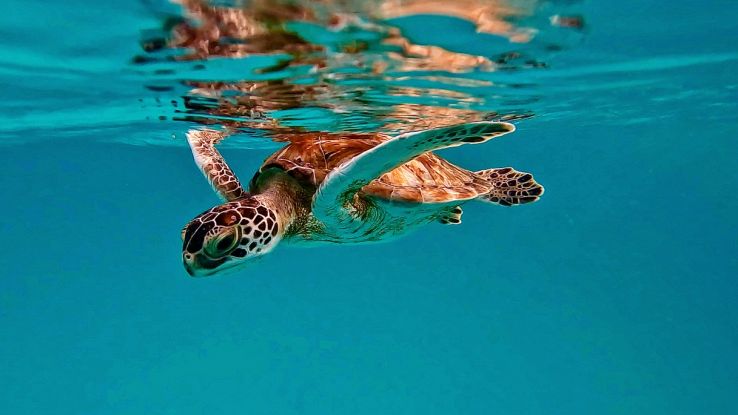 Dettaglio tartaruga sott’acqua