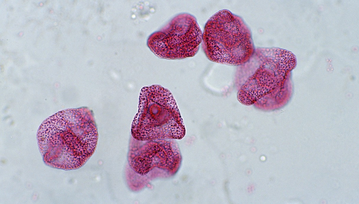 https://wips.plug.it/cips/tecnologia/cms/2026/07/cellule-microscopiche-ingrandite.jpg