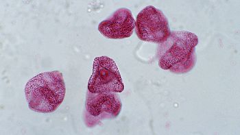 Microrganismi al microscopio