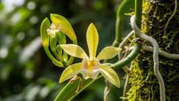 Contesto botanico con fiore in primo piano