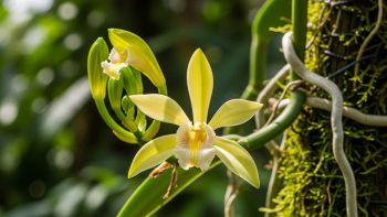 Contesto botanico con fiore in primo piano