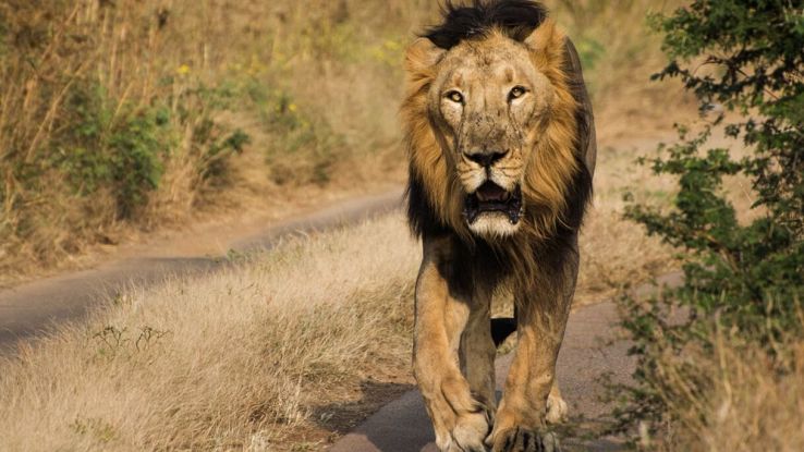 leone-india