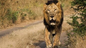 leone-india