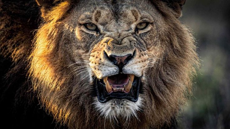 No, non è il leone il predatore più pericoloso della savana