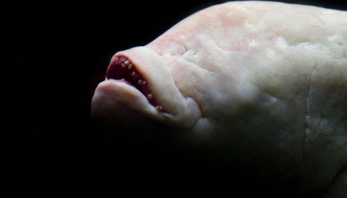 https://wips.plug.it/cips/tecnologia/cms/2026/07/pesce-diavolo.jpg
