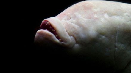 Pesce diavolo