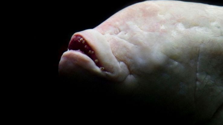 Pesce diavolo