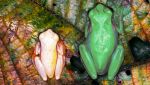 rana-scoperta-estinta