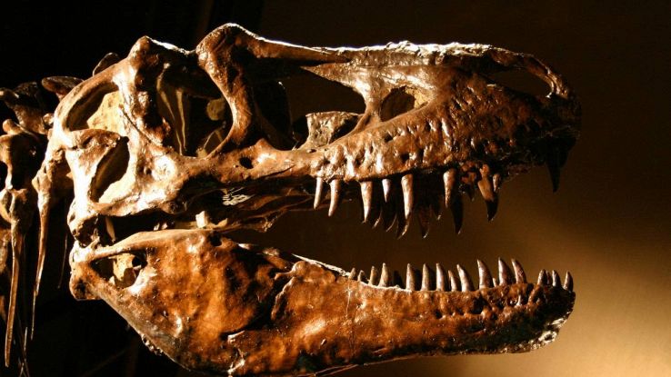 La testa di un T-Rex