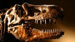 La testa di un T-Rex